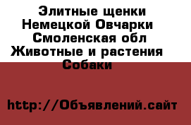 Элитные щенки Немецкой Овчарки - Смоленская обл. Животные и растения » Собаки   